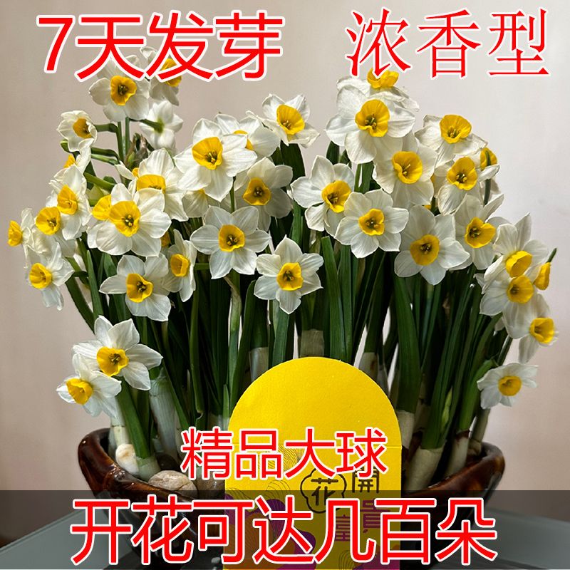 浓香型水仙花种球进口重瓣洋水仙种球庭院阳台水培土培花卉年宵花