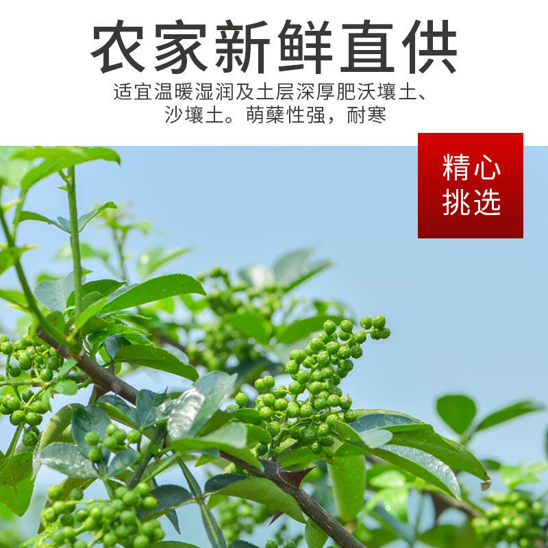 【椒麻人生】四川特麻青花椒粒 特香特麻 麻藤椒 新鲜颗粒农家直供