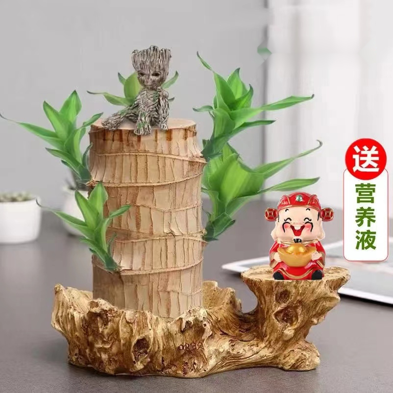 （易养活）四季绿植花卉巴西木水培幸运木办公室客厅摆件盆栽格鲁特