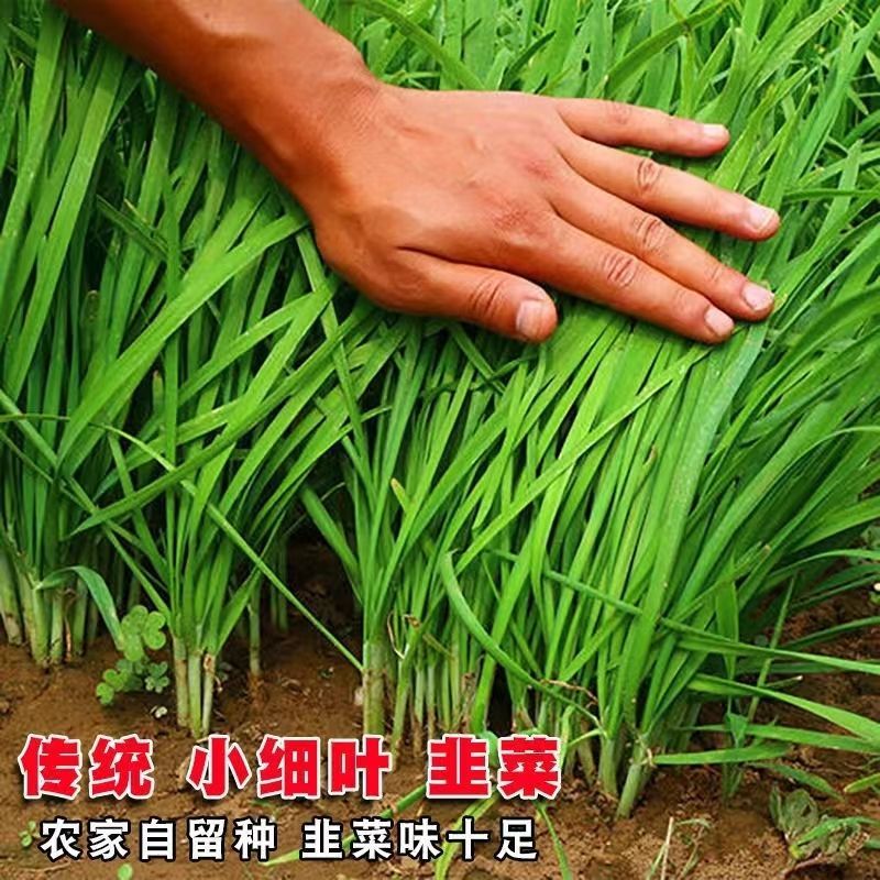 四季新韭菜根小细叶新韭菜苗香韭菜农家土韭菜根苗紫根红阳台盆栽