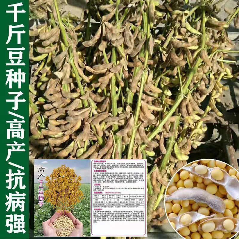 超级千斤豆黄豆种子早黄豆种子农家自种大豆种籽特大高产中熟抗病