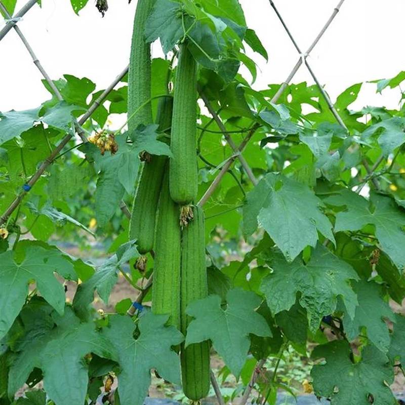 肉丝瓜种子高产早熟瓜种子四季香丝瓜当季阳台活清香瓜果蔬菜籽