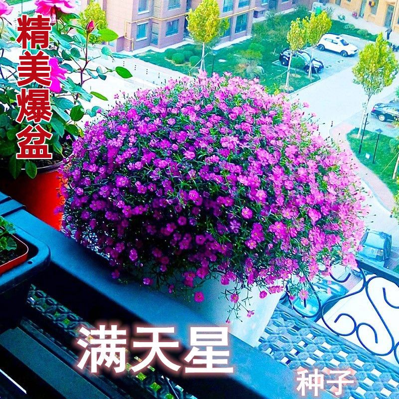 满天星花种子四季播爆盆开花室内外阳台盆栽桌面摆放花种籽