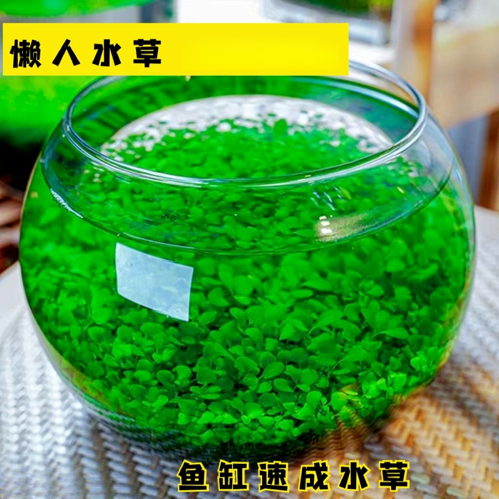 水草种子水草泥生态家用创意鱼缸玻璃瓶水培植物四季造景鱼缸小型