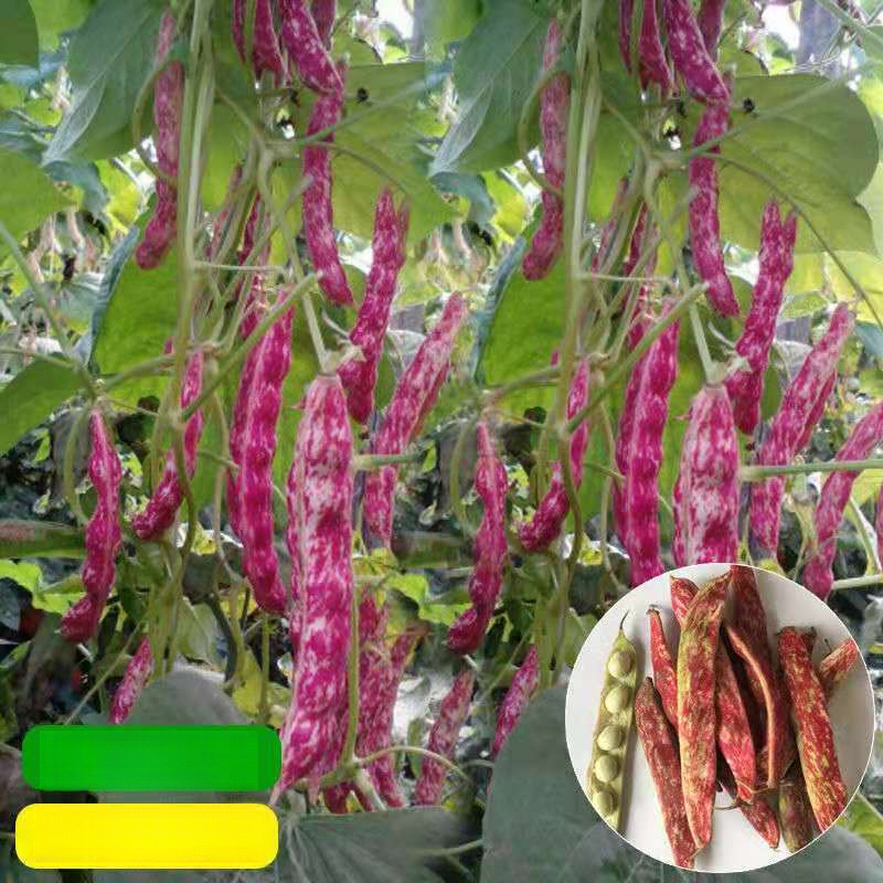 红金钩豆角种子家雀蛋豆角种子东北高产油豆角种子芸豆架豆菜种子
