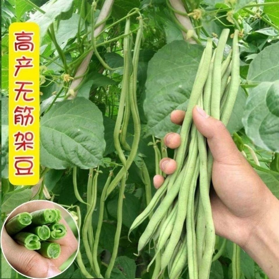 摘不败精品97-5架豆王种子高产早中熟四季豆角种子春秋播蔬菜种子