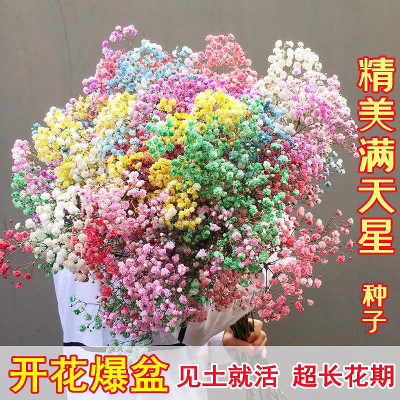 满天星种子四季易种庭院室内易爆盆易活净化空气花卉种植物花种子