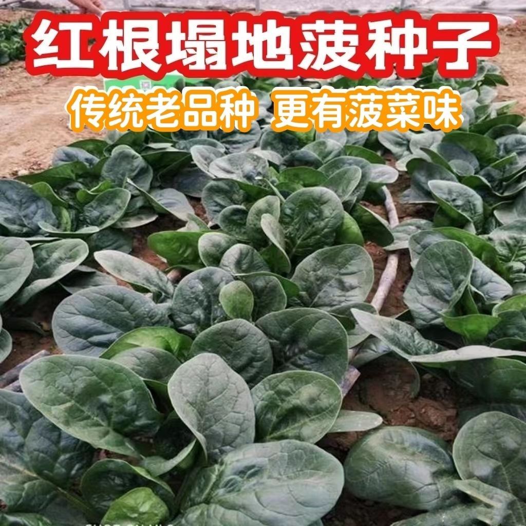 趴地菠菜种子老品种塌地菠春秋冬季耐寒耐热菜种红根菠菜种蔬菜