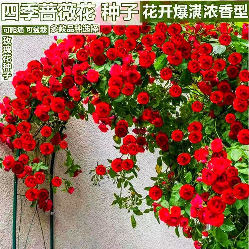 爬藤蔷薇花种子四季开花重瓣庭院阳台盆栽爬藤植物玫瑰花卉种子
