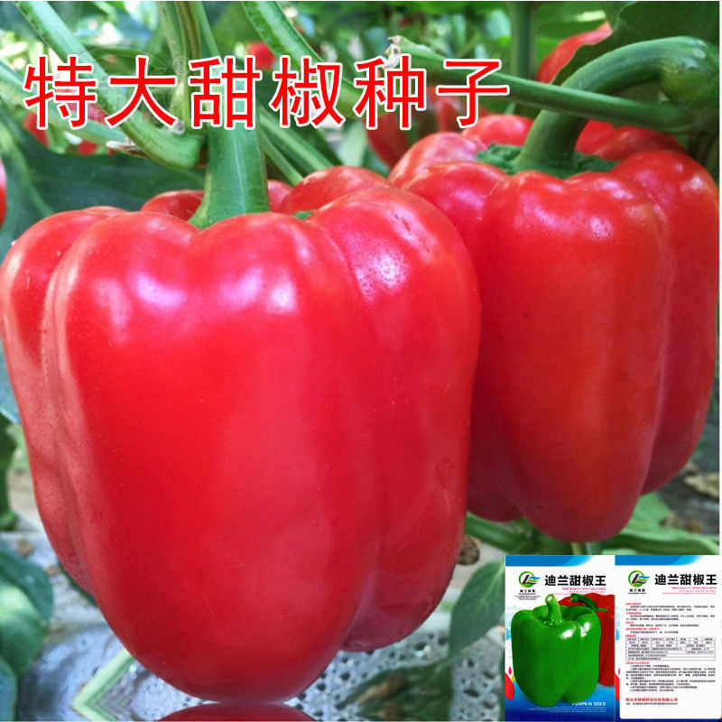 特大甜椒种子大甜椒青椒灯笼椒菜椒辣椒种子阳台春秋冬季蔬菜种子