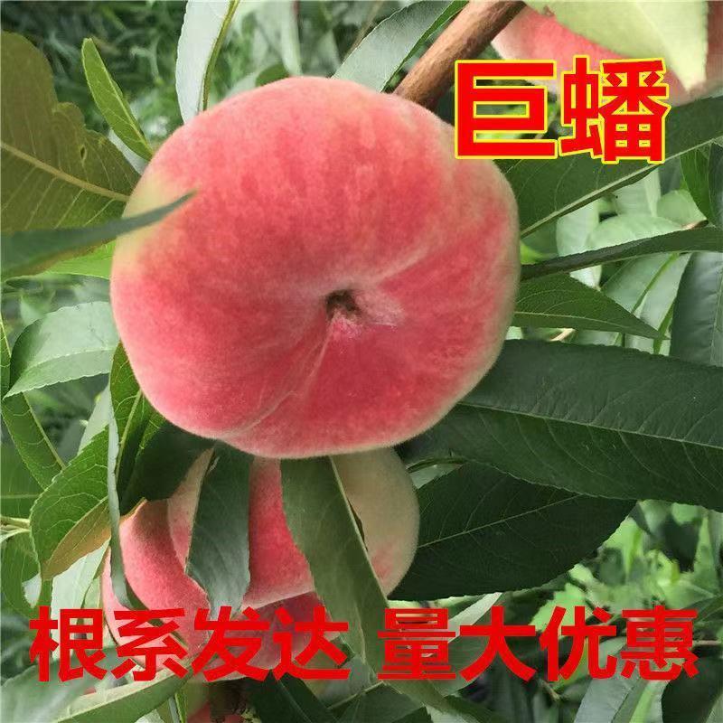 特晚熟蟠桃新品种 晚巨蟠桃树苗单果600克高产离核南方北方种植苗