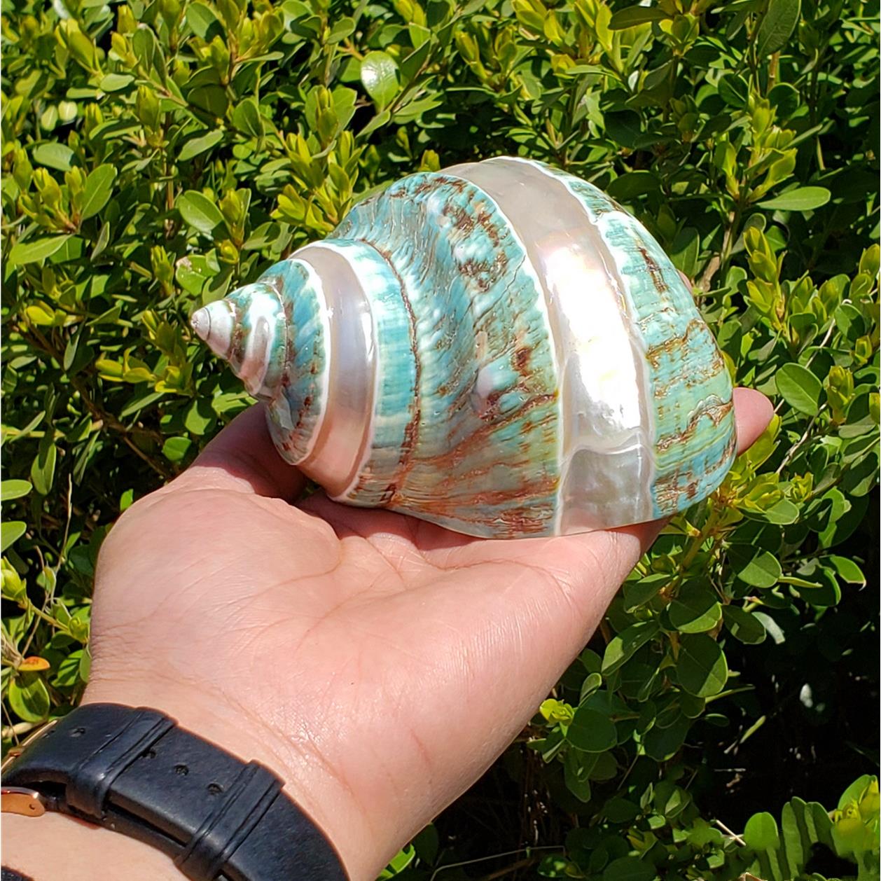 天然海螺贝壳珊瑚海星鱼缸造景地台婚庆酒店装饰海洋生物标本收藏
