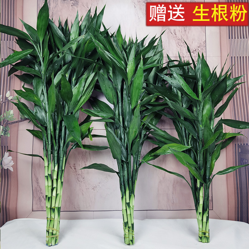 富贵竹水竹节节高水培水养绿植物室内客厅盆栽带根鲜花满天星干花