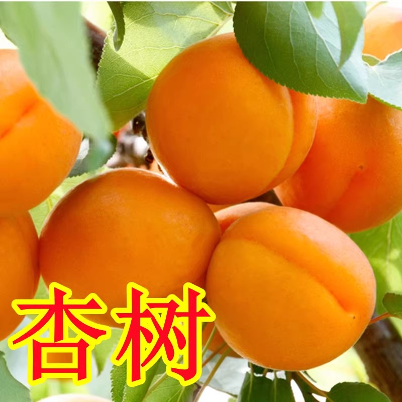 嫁接杏树果苗甜杏苗特大巨蜜王杏子苗果树苗当年结果南方北方种植