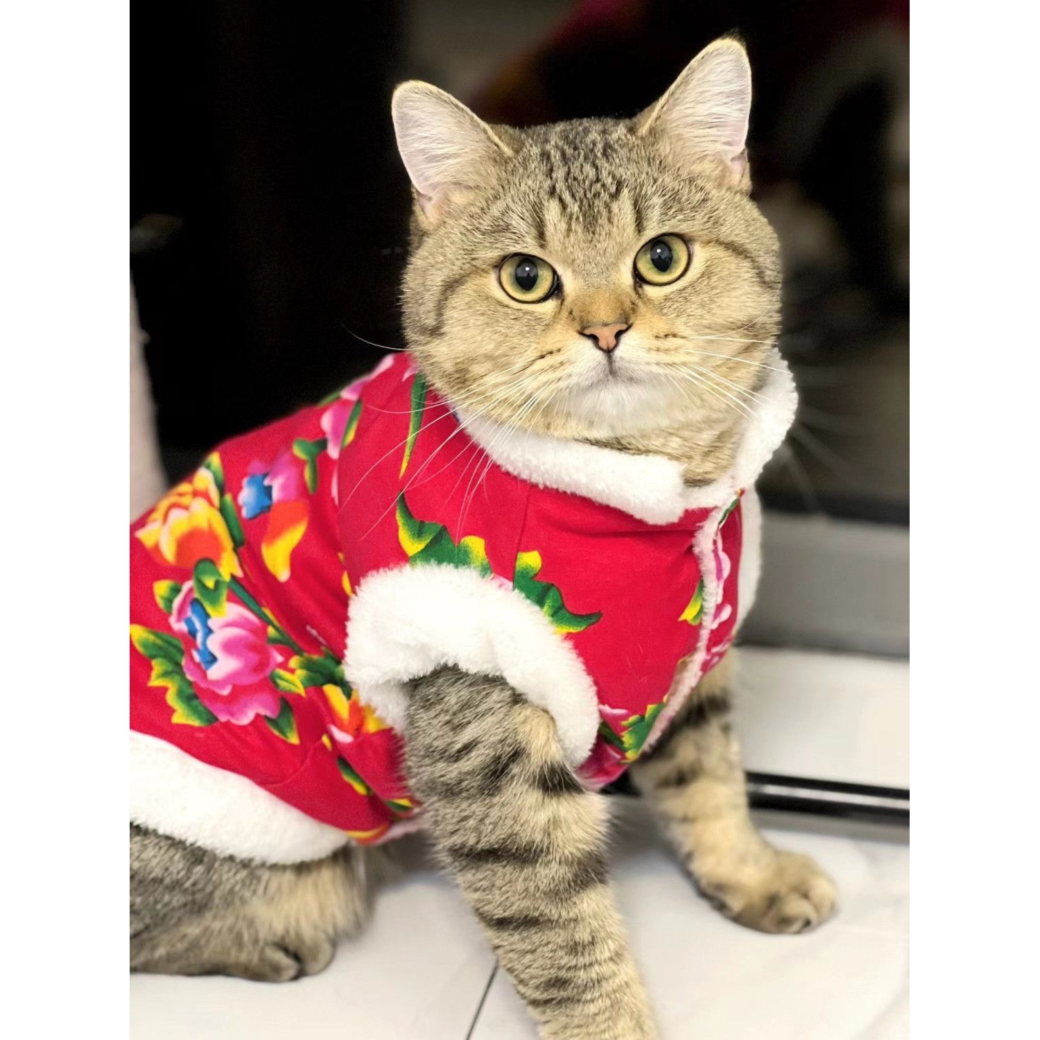 {店长推荐}猫咪狗狗春冬季东北大花背心布偶幼猫英短防脱防掉毛宠