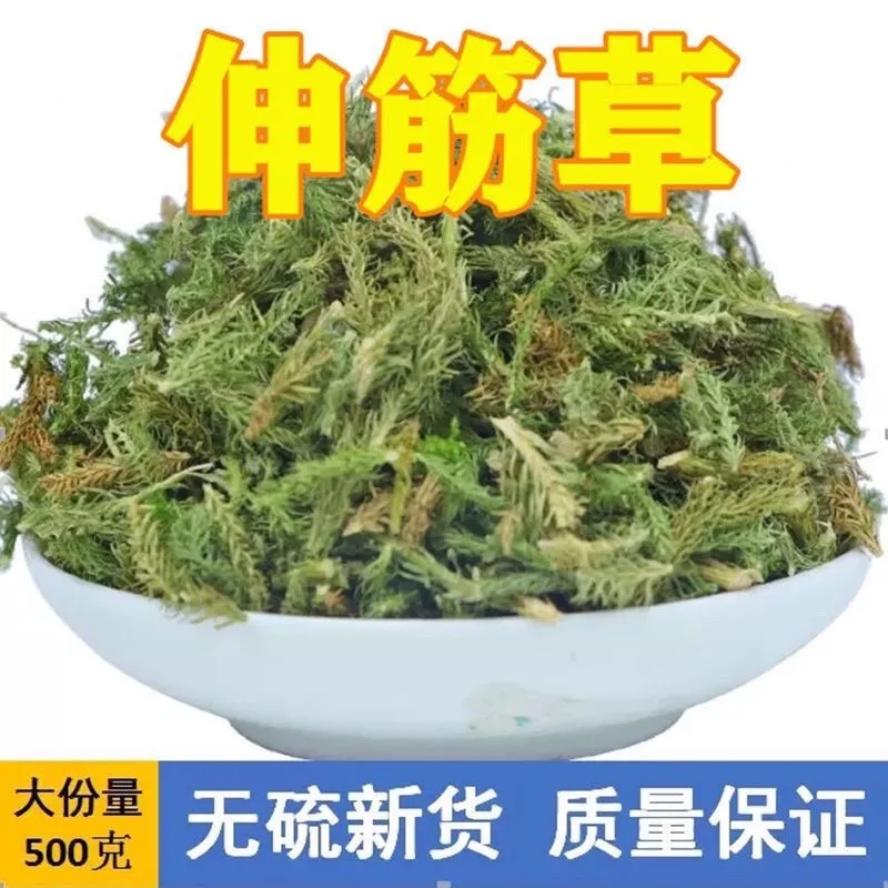 【伸筋草】100g/500g包邮正宗原产舒筋草海风藤泡水泡脚根茎