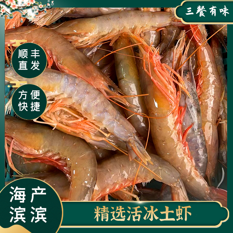 泉州祥芝渔港海鲜 海捕土虾沙卢虾  鲜嫩Q弹
