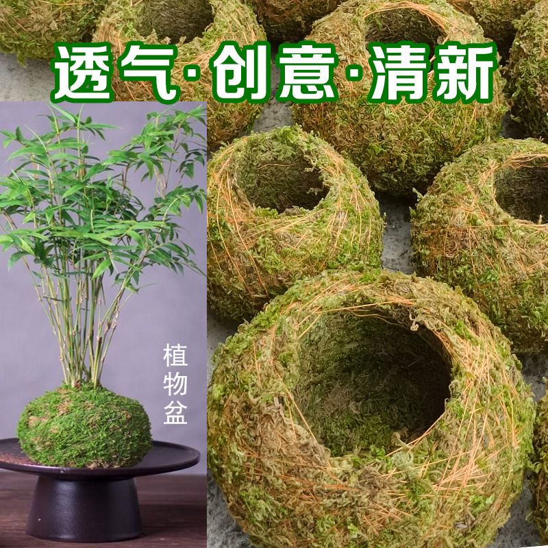 苔藓球植物创意花盆蝴蝶兰石斛种植微景观青苔盆栽趣味家居保湿