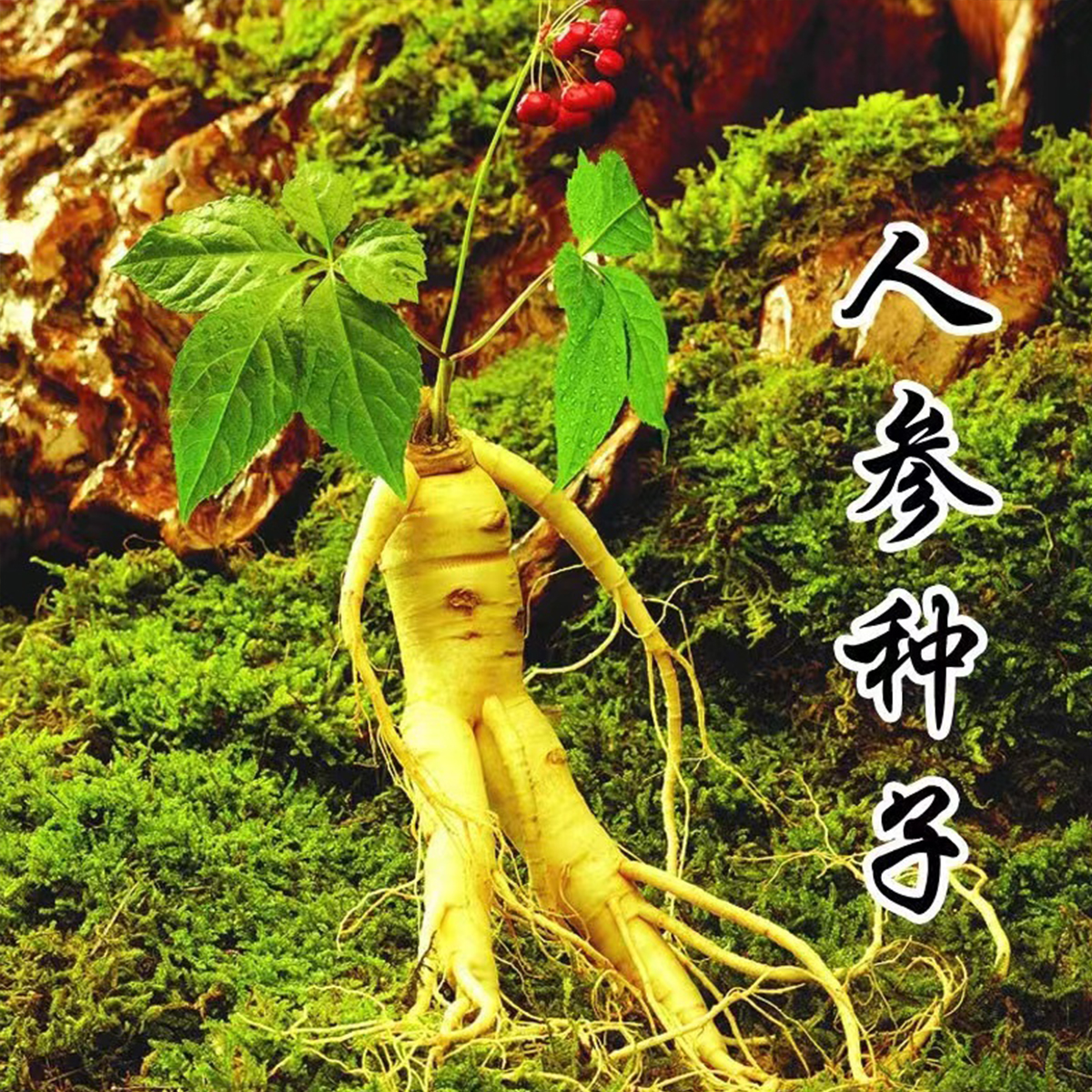 长白山人参种子人工种植新手阳台小院均可种植