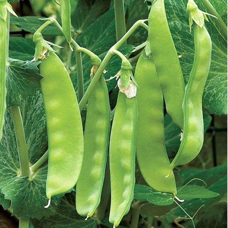 大荚荷兰豆种子软荚菜豌豆甜脆高产春夏秋季农家菜园蔬菜种孑
