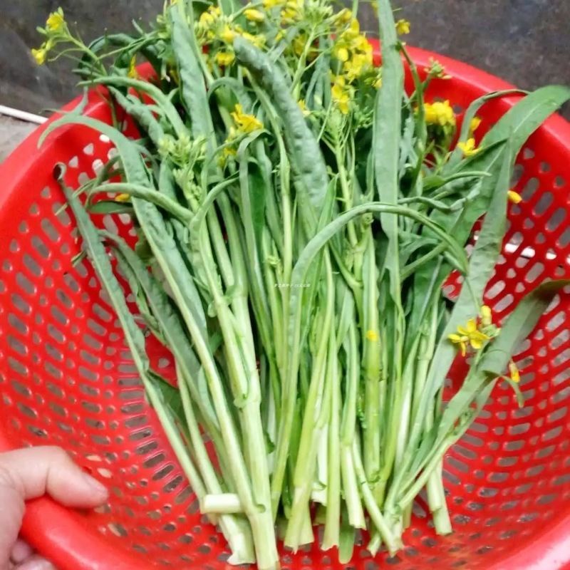 桂林四季柳叶甜脆菜心种子四季盆栽桂林柳叶菜心四九菜心连州菜心