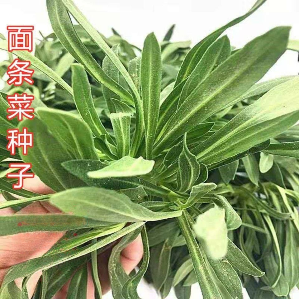 野生面条菜种子四季播味道鲜美农家野菜蒸菜蔬菜种籽种孑