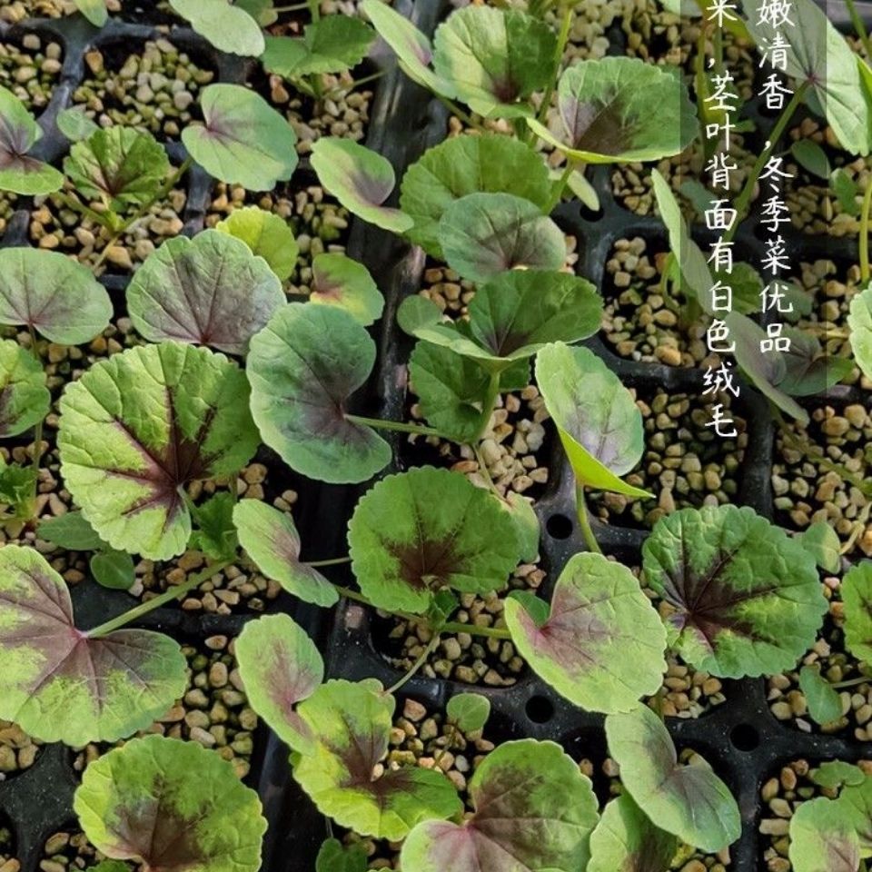 糯米冬寒菜种子四季种植冬寒菜蔬菜种子苋菜阳台菜园盆栽均可种植