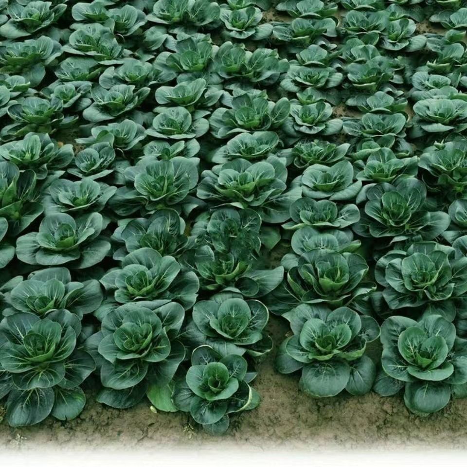 新品种北京香肉菜可采收耐寒耐热春秋四季农家青菜蔬菜