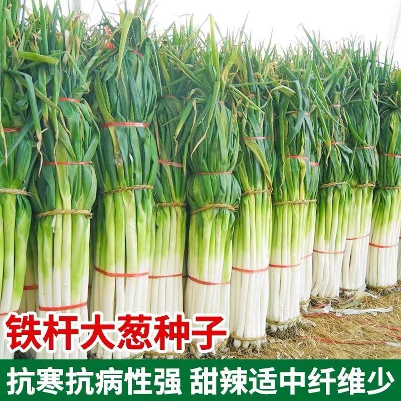 山东章丘铁杆大葱特级新种四季农家春秋冬季蔬菜孑菜种籽大全高产
