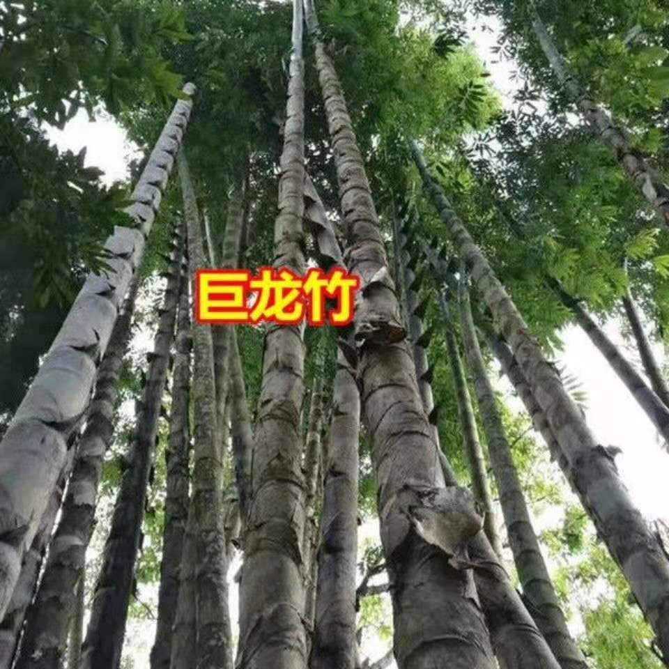 大型楠竹苗种子种巨龙竹竹苗可食用竹笋苗庭院种植四季毛竹