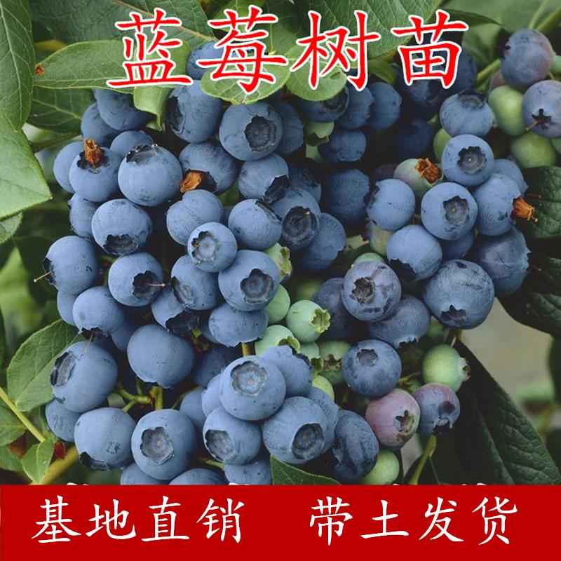 兔眼蓝莓苗南北方种植盆栽地栽苗带果发货带土蓝梅果树苗