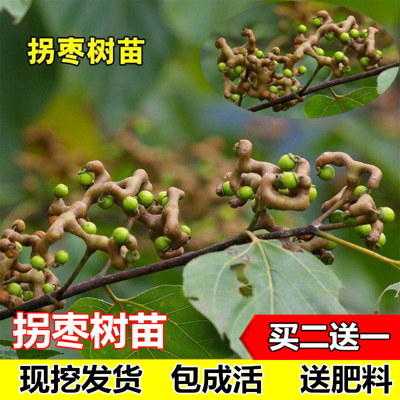 拐枣果树苗 拐枣树苗 万寿果、鸡爪连 金钩梨当年结果苗 盆栽地栽