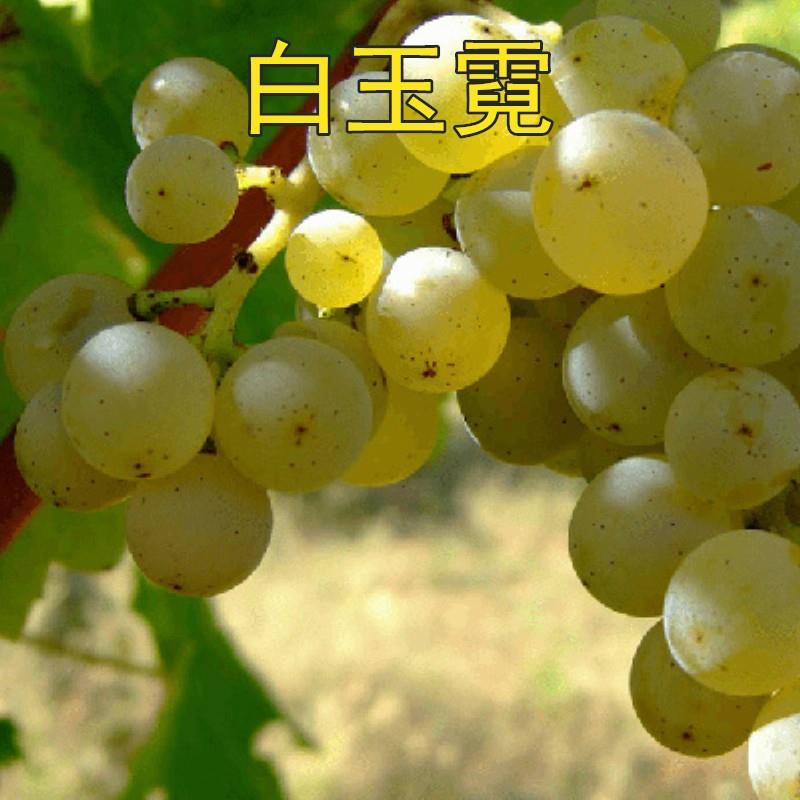蓝宝石月光之泪葡萄树南北方种植庭院盆栽特大当年结果树果苖