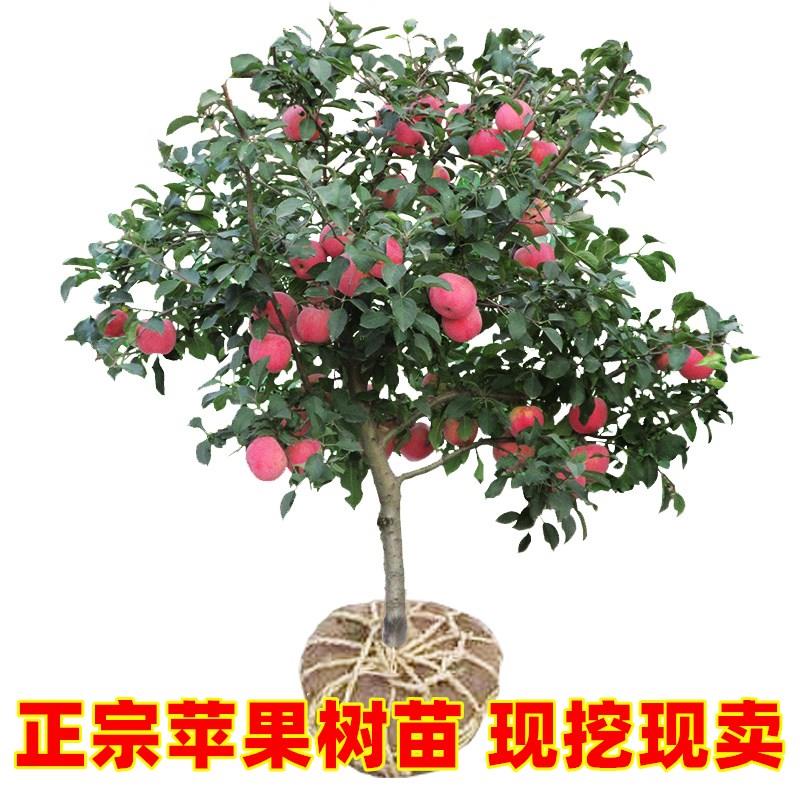 苹果树果苗矮化盆栽地栽特大南方北方种植嫁接红富士苹果树苗