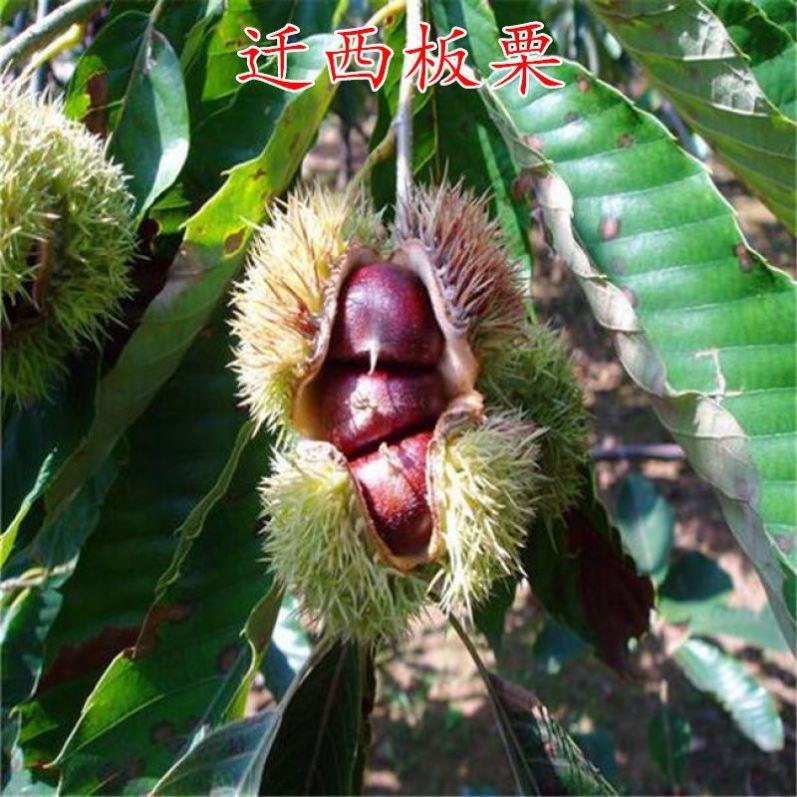 板栗树苗果树嫁接苗新品种迁西燕山燕秋大红袍承德锥栗特大板栗苗