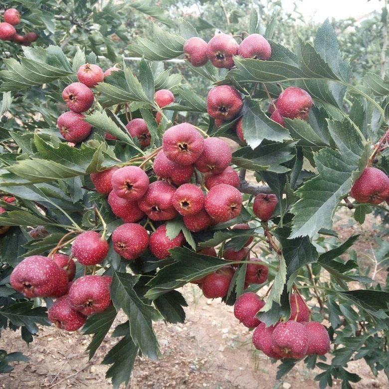无核甜山楂树活苗苖北方地栽特大庭院南方果树果苗嫁接当年结果苗