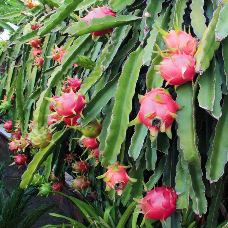 火龙果苗红皮红肉红心室内裸根耐旱盆栽地栽嫁接特大果树阳台种植