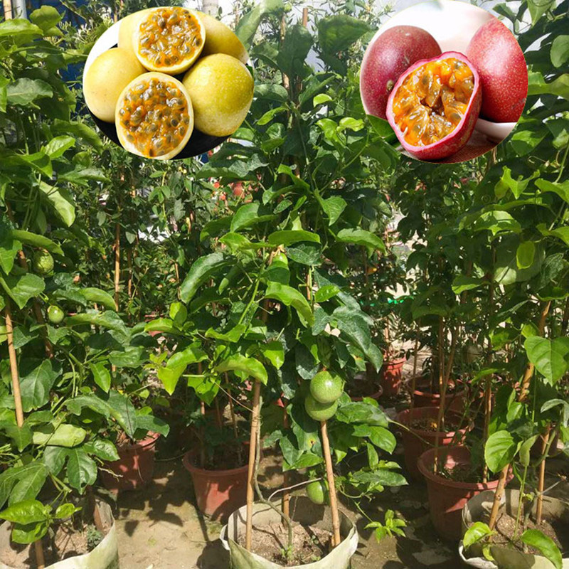 紫香百香果树苗黄金百香果苗四季种植爬藤盆栽当年结果包邮