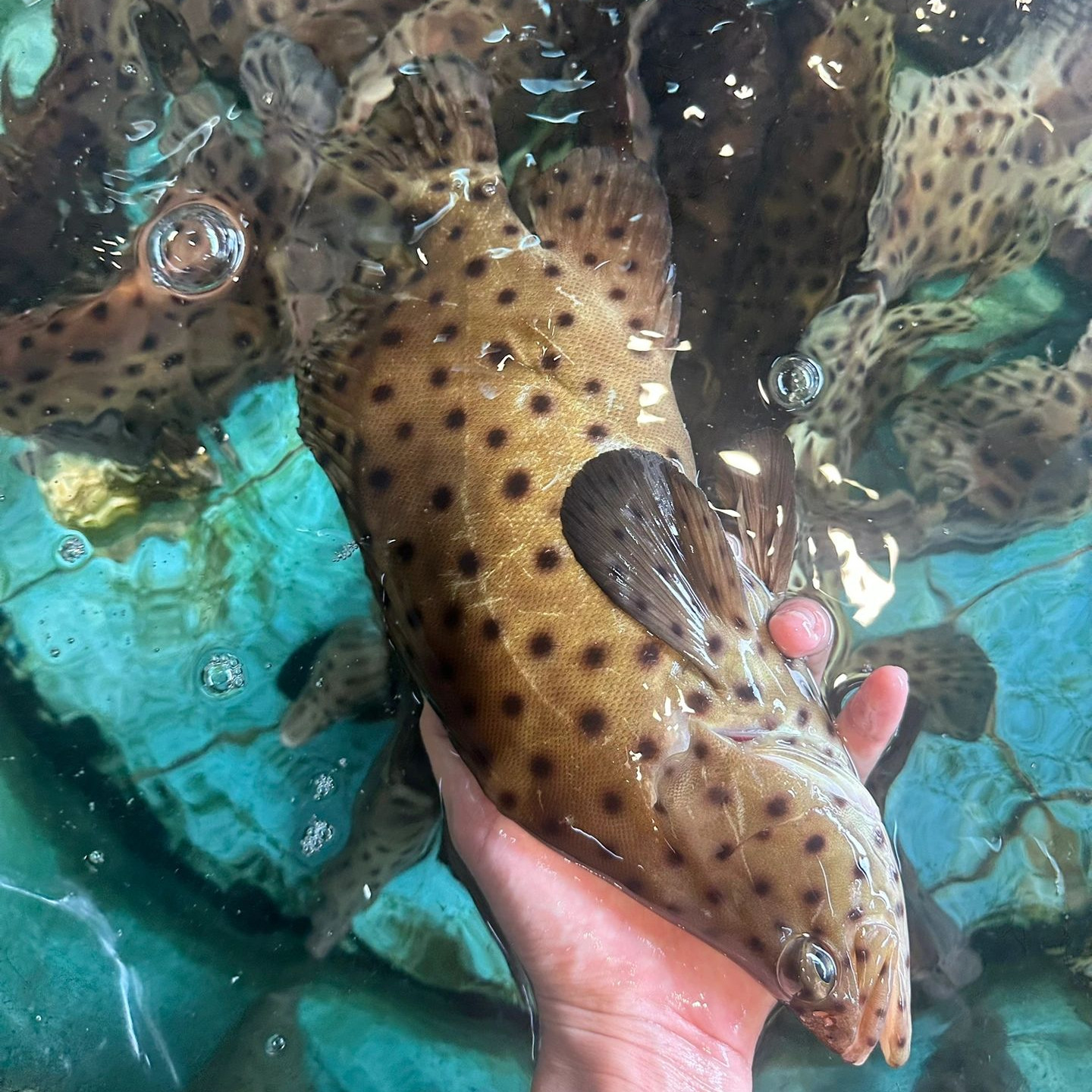 【老鼠斑】海钓老鼠斑海捕斑点鱼驼背鲈石斑鱼鲜活 1-8斤/条