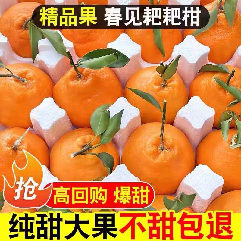【东方甄选】四川春见耙耙柑精品香甜多汁爽口细腻有机采摘新鲜发货
