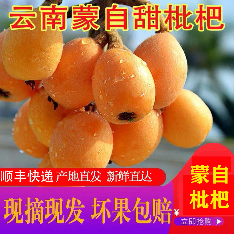 【顺丰空运】云南蒙自甜枇杷 高原长虹枇杷 新鲜水果多汁爽口品质