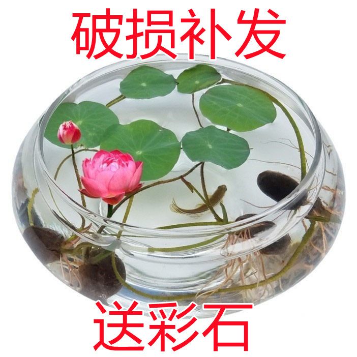 玻璃花瓶花盆水培水仙碗莲铜钱草专用花盆植物花卉玻璃水养花瓶
