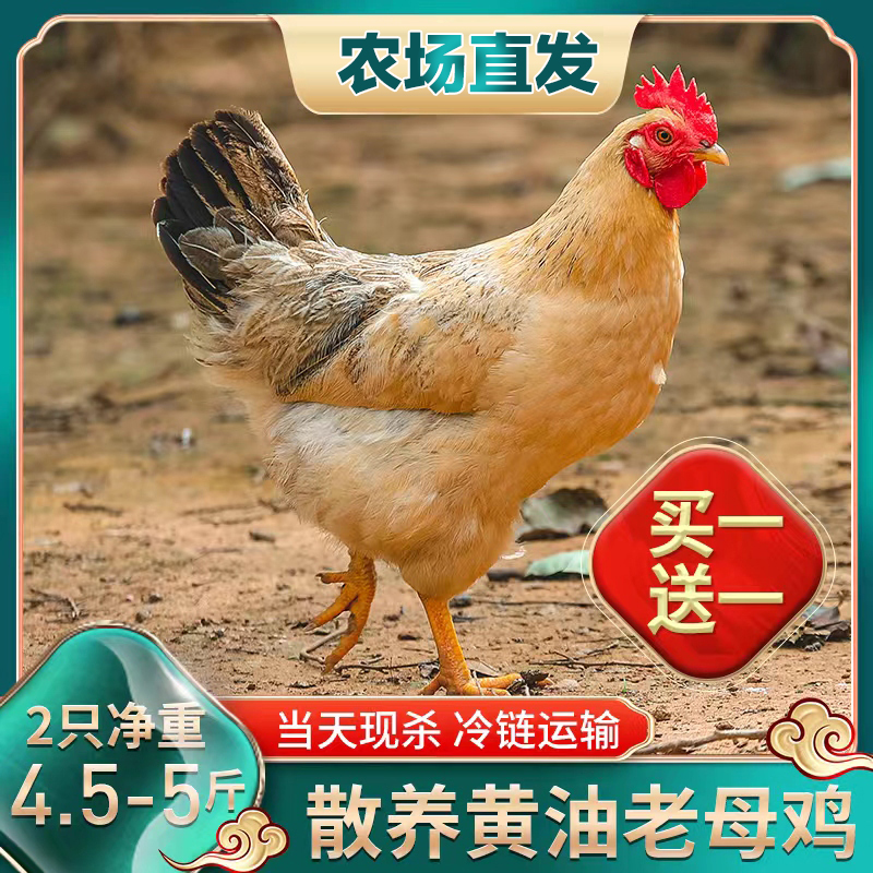 【小梁农场补贴】放养两年黄油老母鸡土鸡 两只净重4.5-5斤