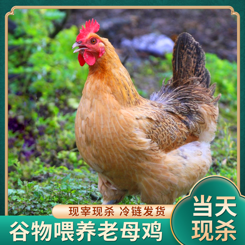 【千千农场】农家黄油老母鸡土鸡  拍一发二  两只净重4斤