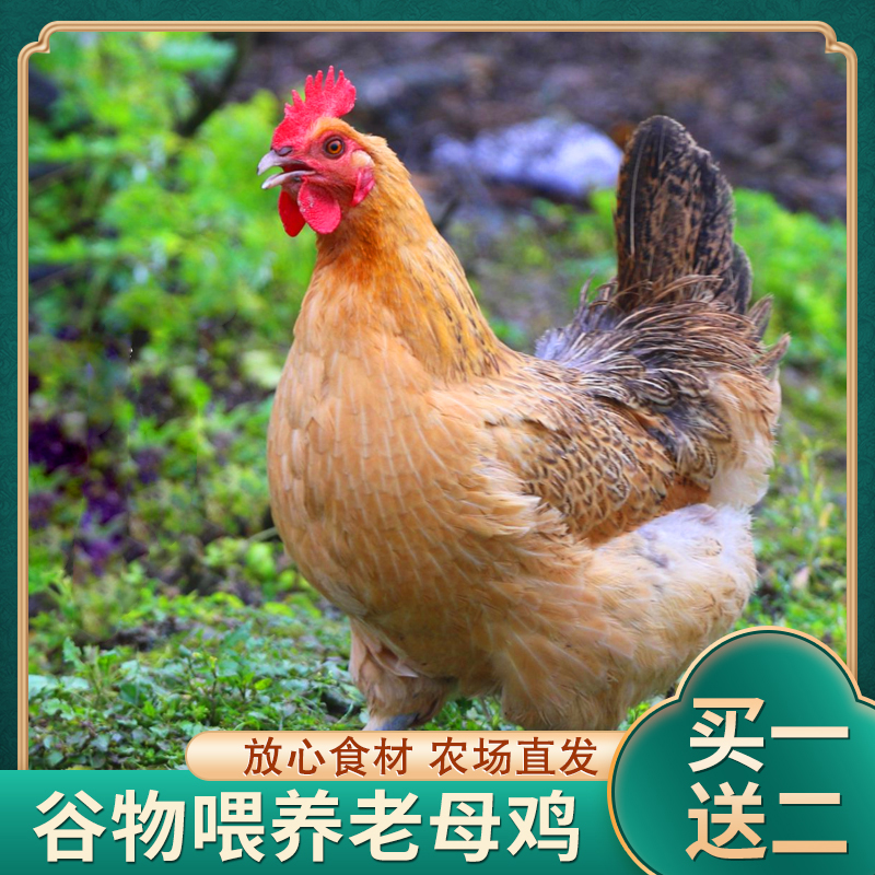 【鸡呱呱散养土鸡】放养黄油老母鸡买一送二发三只 共6斤