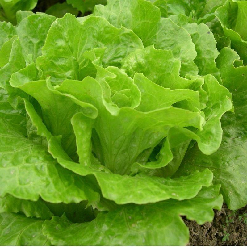 生菜籽种子四季播种抗热奶油生菜玻璃意大利生菜阳台庭院蔬菜种子
