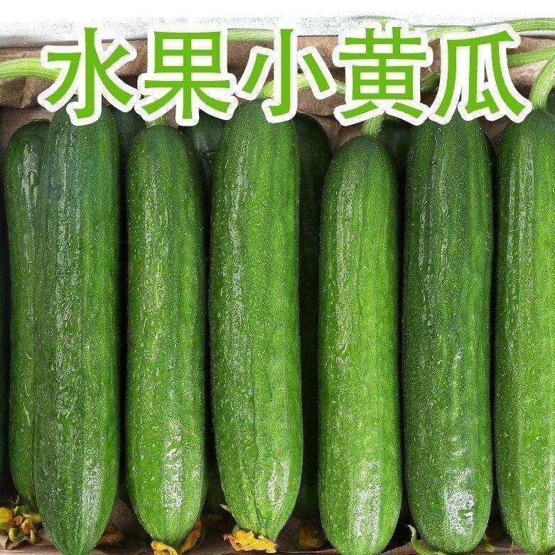 荷兰无刺水果黄瓜种子进口小黄瓜种籽节节瓜四季地栽阳台盆栽蔬菜