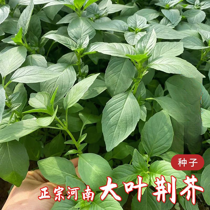 荆芥菜籽河南大叶荆芥种子菜种子蔬菜种子四季播荆菜农家田园种籽