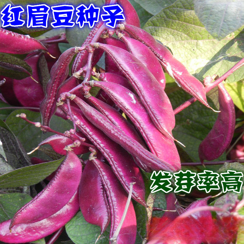 摘不败红眉豆种子紫扁豆种子家庭种植绿色蔬菜种子