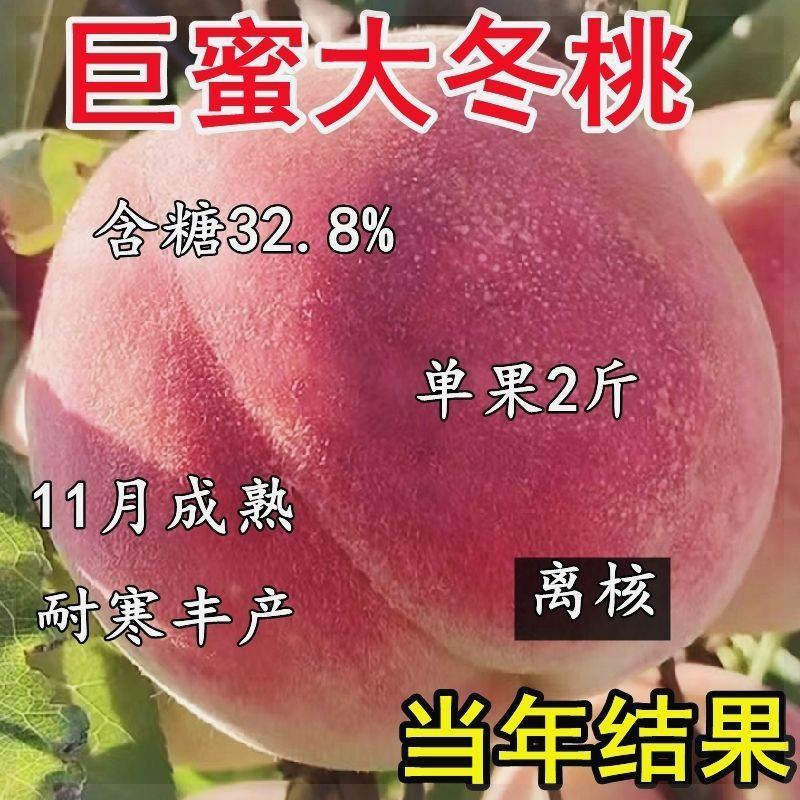 嫁接冬桃树苗新品种特大抗寒耐寒晚熟南北方种植盆栽地栽当年结果